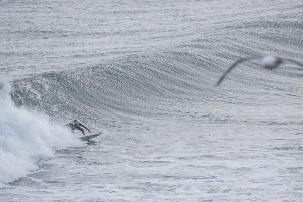 man surfing with a seagull in view.